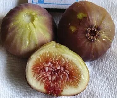 Инжир харди чикаго описание