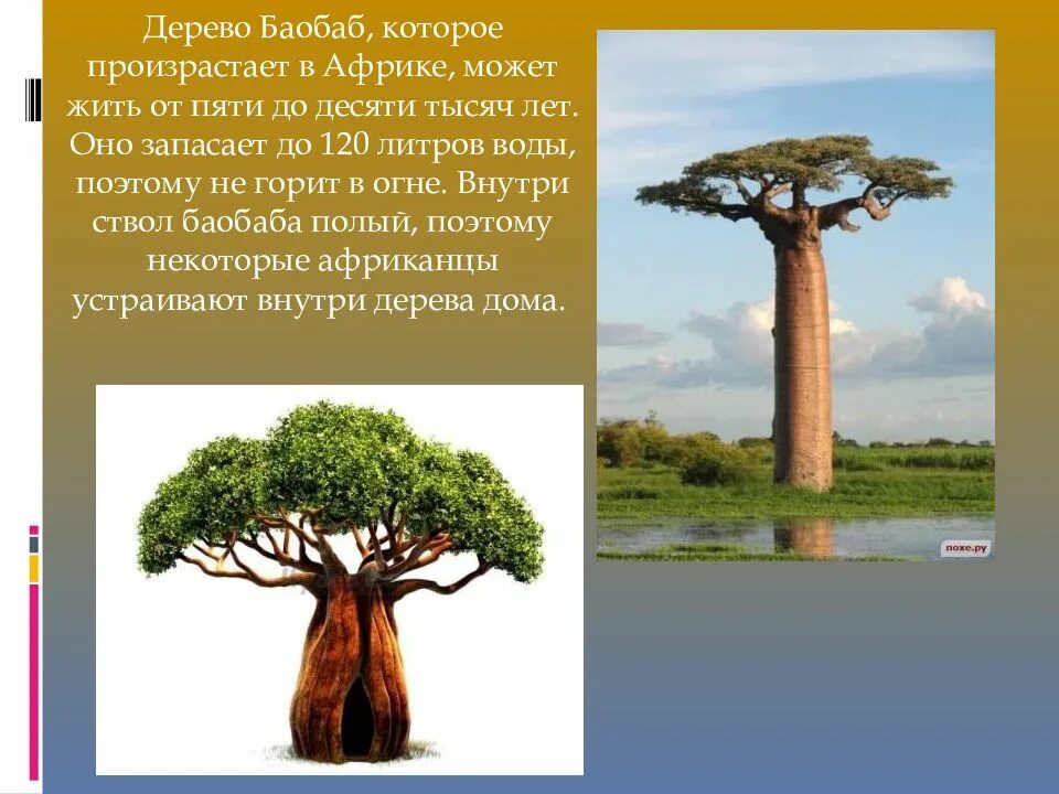 Для какой природной зоны характерно дерево баобаб. Дерево баобаб произрастает. Дерево в Африке баобаб. Баобаб ареал. Баобаб информация для детей.