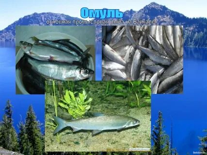 Среда обитания омуля