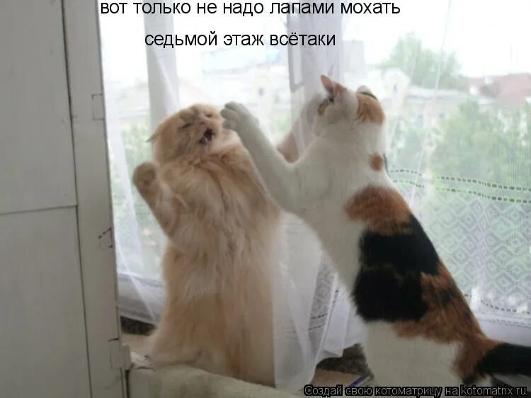 не чета это. чет на чет и нечет. не чета. хочешь сосну мем. не чета это.