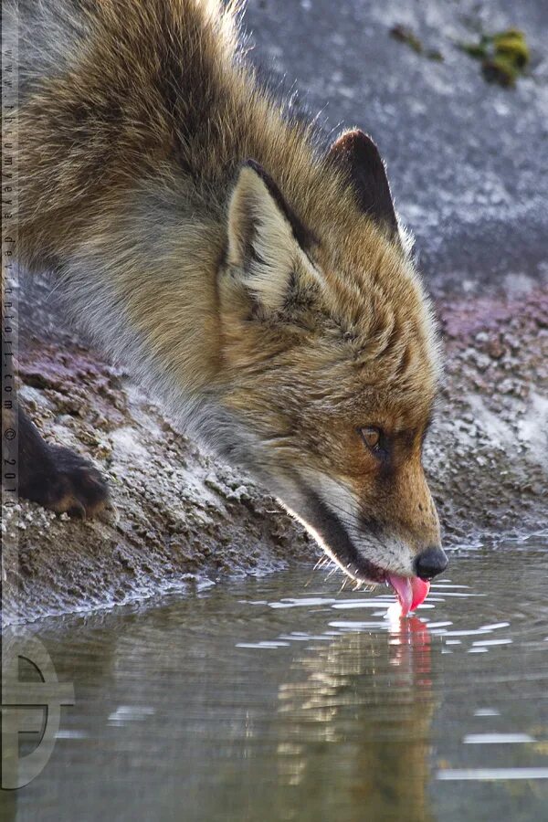 Foxes amazing. Fox can.