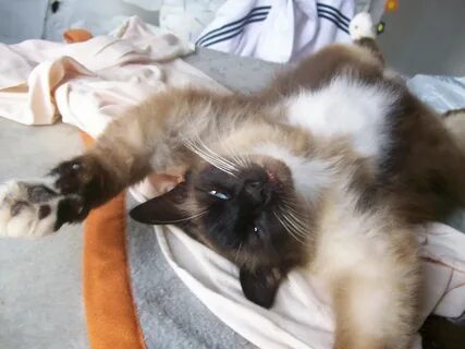 Кастрировать породистого кота