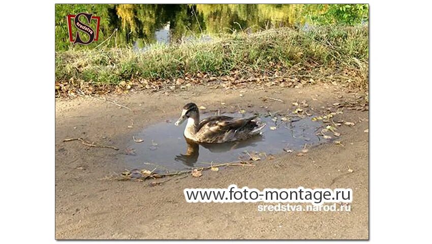 песня я уточка я в луже. я уточка я влуже. уточка я в луже. я уточка я в луже. уточка в луже.