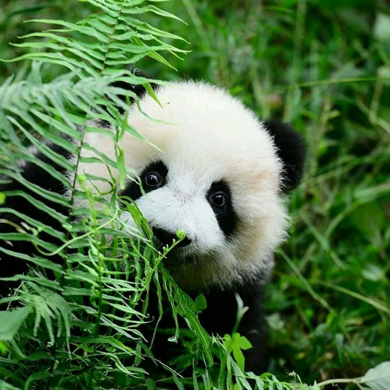 Животные Панда. Панды с малышом. Панда с детёнышем. Милая Панда. Картинка милой панды