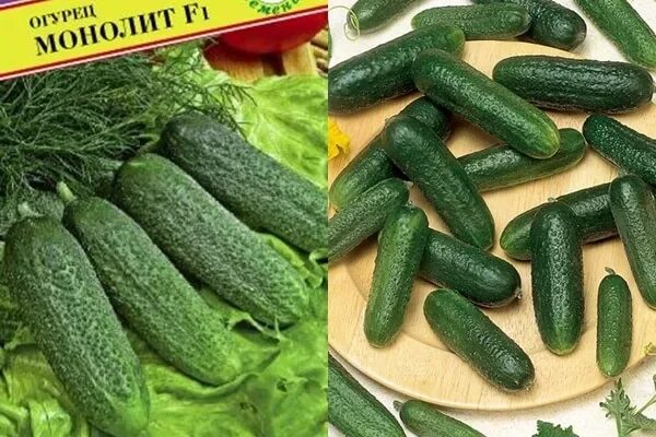 Огурцы монолит отзывы фото описание