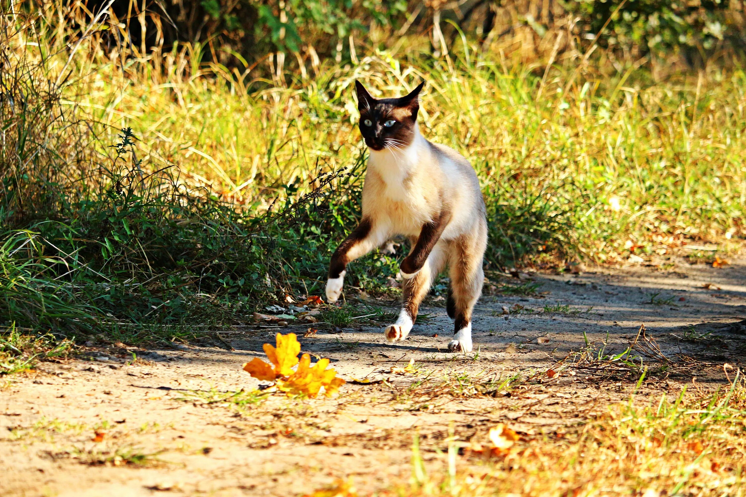 Включи кот бегать. Кот бежит. Кошка в прыжке. Сиамская кошка в прыжке. Коты бегут.