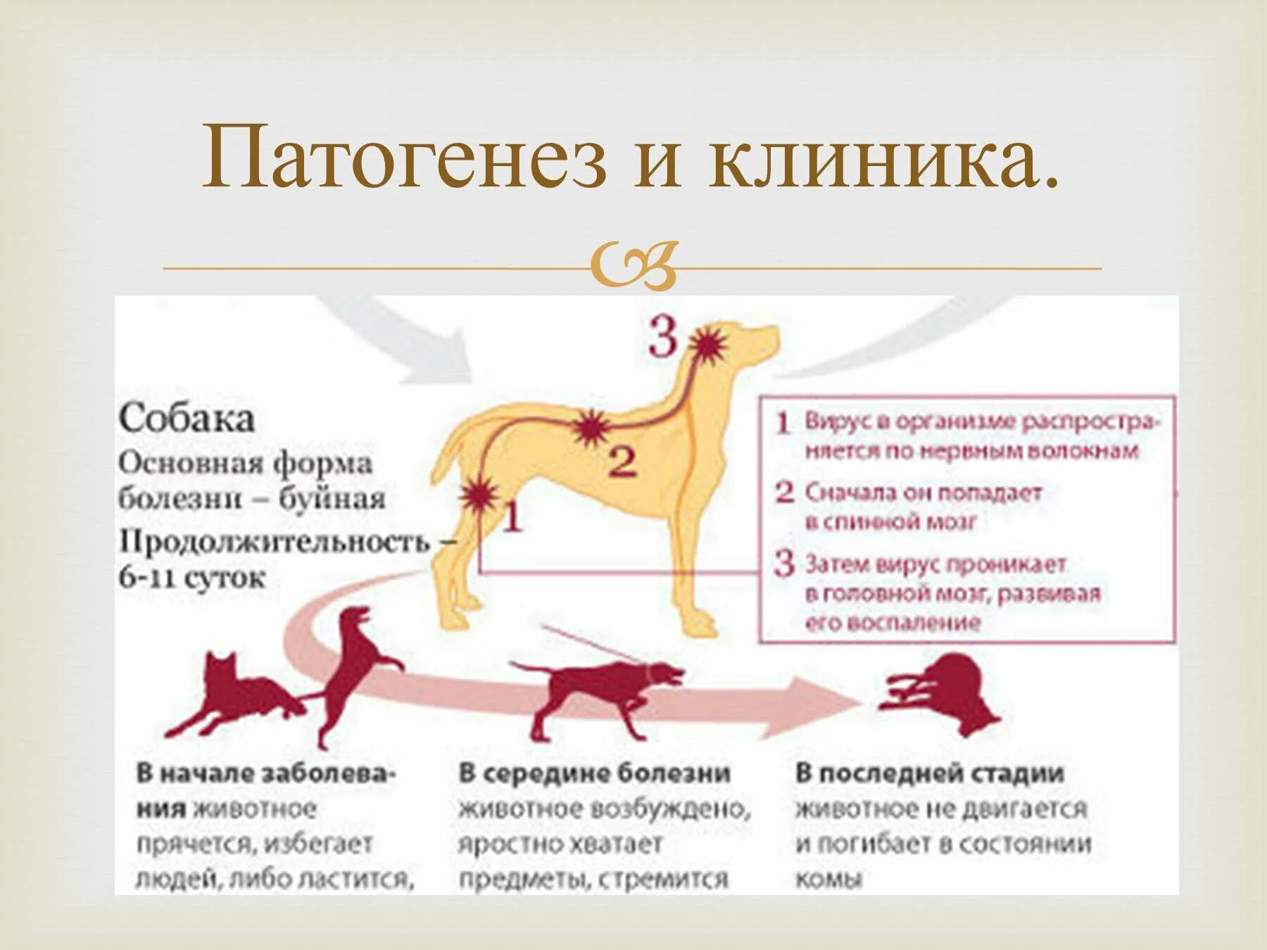 Патогенез животных. Бешенство собак этиология. вирус бешенства патогенез. патогенез бешенства у животных. патогенез бешенства схема.