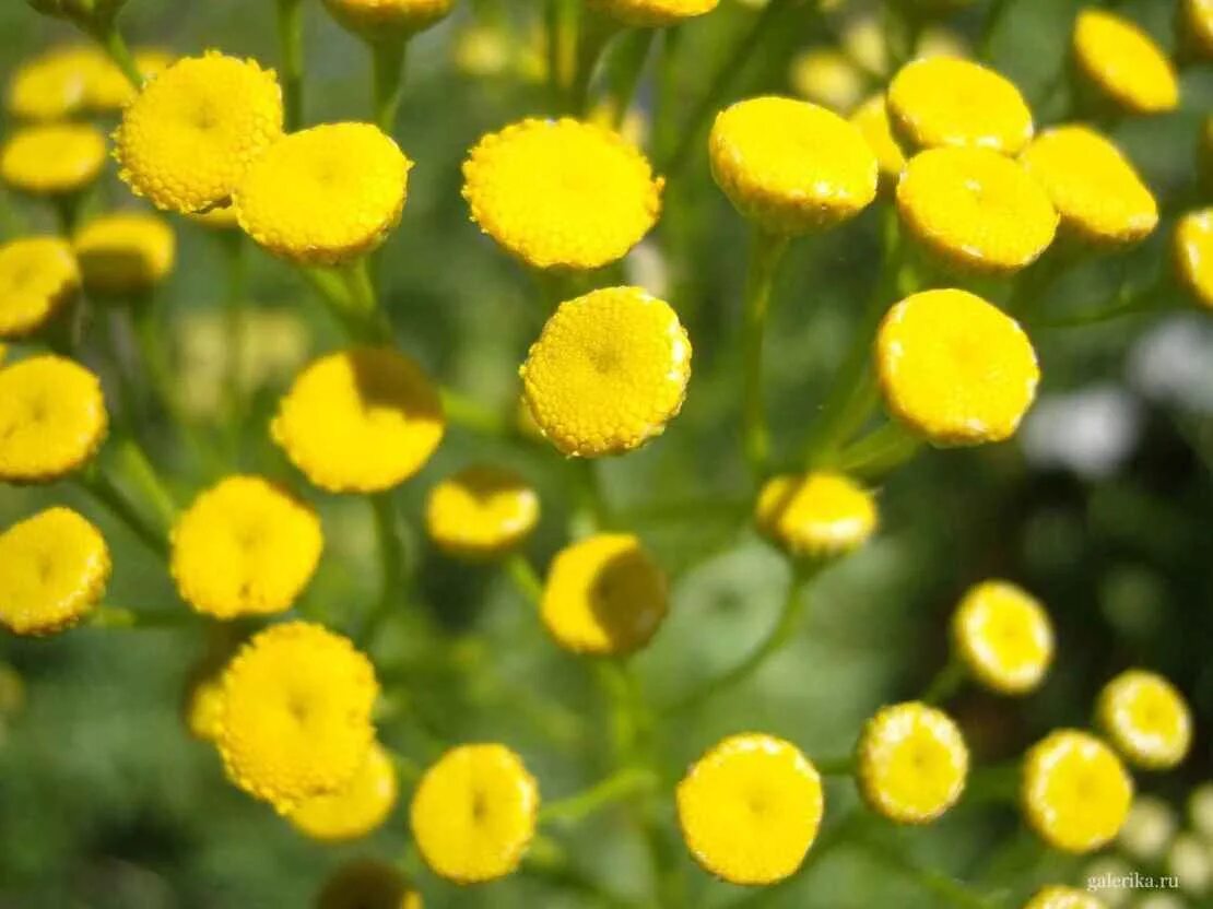 Краспедия еллоу. Земляничная трава цефалофора. Краспедия шаровидная билли баттон. Золотой шар цветы многолетники. Краспедия шаровидная.