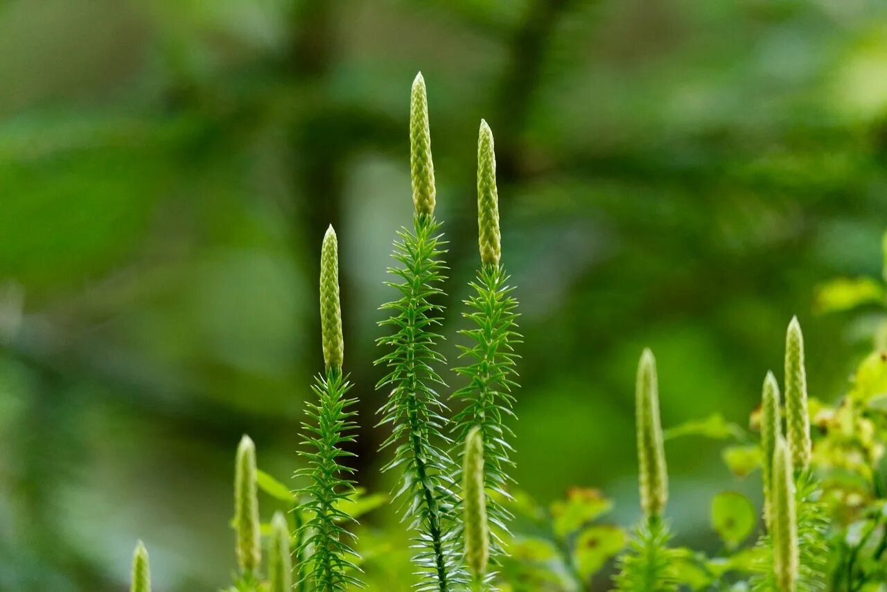 Плауны в лесу. Плаун булавовидный. Плаун (Lycopodium). Плаун булавовидный (lycopоdium clavаtum),. Ликоподий (плаун булавовидный).