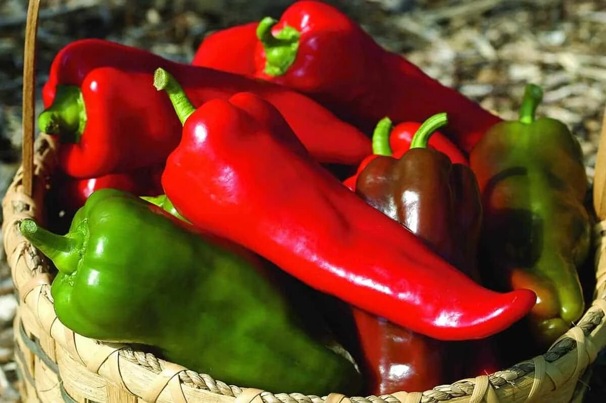 Как называется сладкий перец. Capsicum annuum сладкий перец. Перец Рог буйвола f1. Перец острый Бонни. Перец Маркони красный.