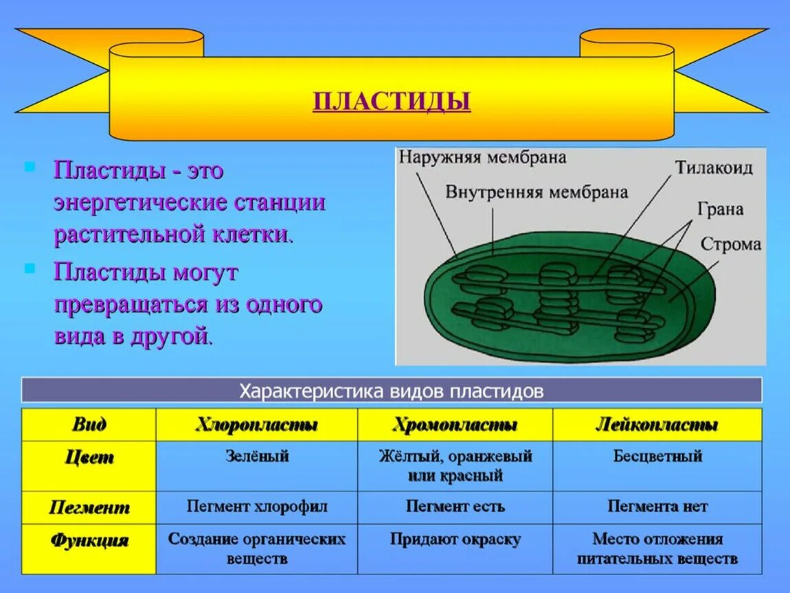 Какие клетки имеют хлоропласты. Хлоропласт строение 5 класс биология. Пластиды строение и функции. Строение и функции пластидов. Пластиды растений строение.