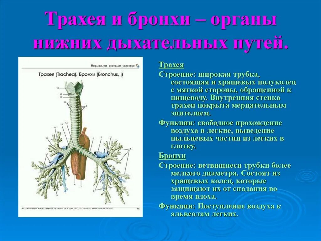 Стенка трахеи состоит из. Функции трахеи анатомия. трахея строение и функции. особенности строения трахеи. строение трахеи и бронхов.