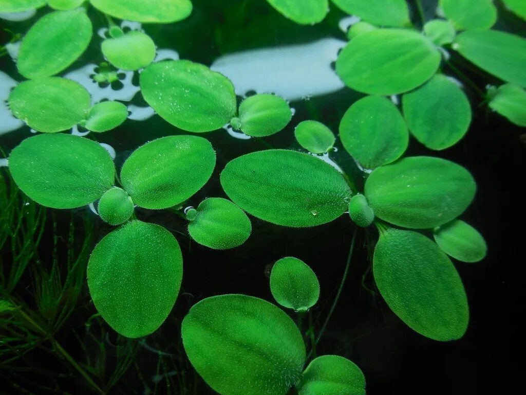 Виды плавающих растений. Аквариумные водоросли пистия. Пистия аквариумное растение. Сальвиния пистия. Верхоплавка пистия.