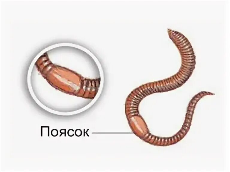 Малощетинковые черви поясок. Дождевой червь строение поясок. Щетинки членики поясок дождевого червя. Тело червей разделено на