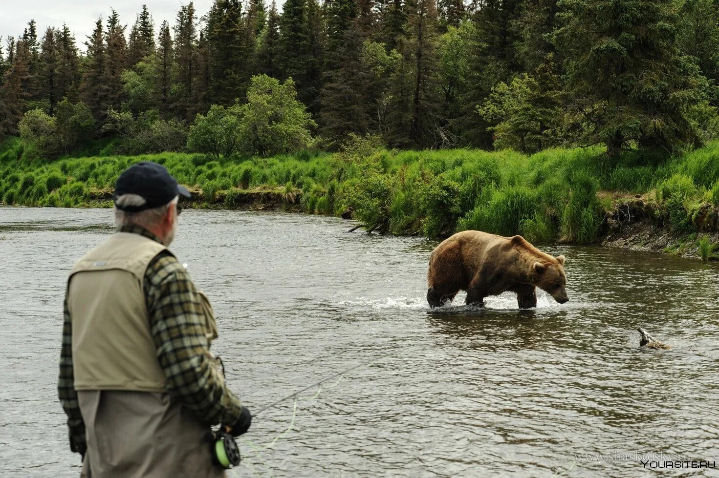 Опасны ли медведи. Встреча с медведем в лесу. Встреча с дикими животными в лесу. Встреча человека с медведем. Встреча медведя с человеком в лесу.