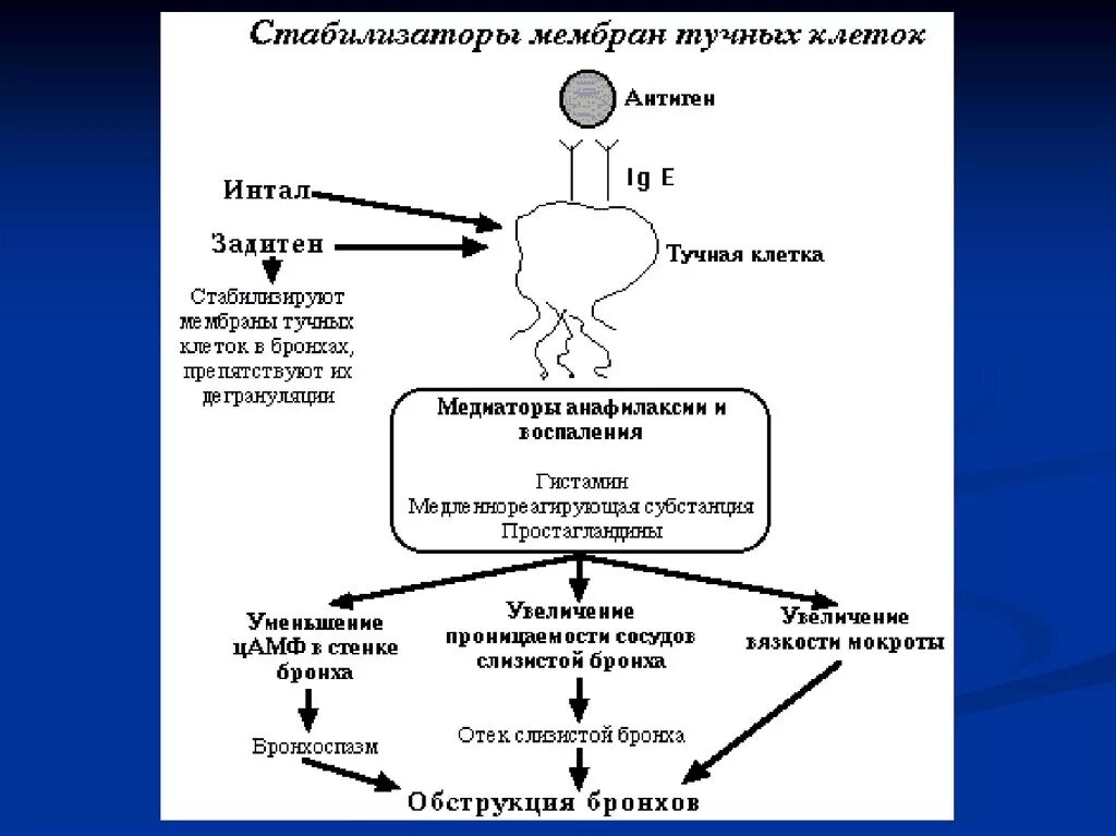 Механизм развития бронхиальной астмы схема. Бронхоспазм механизм развития. Бронхоспазм патогенез схема. Бронхиальная астма тучные клетки. Препараты стабилизаторы мембран клеток