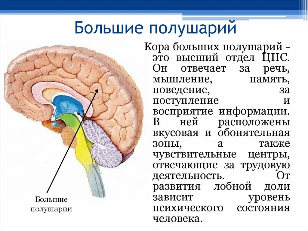 Передние отделы коры выполняют функции. Большие полушария головного мозга отделы.