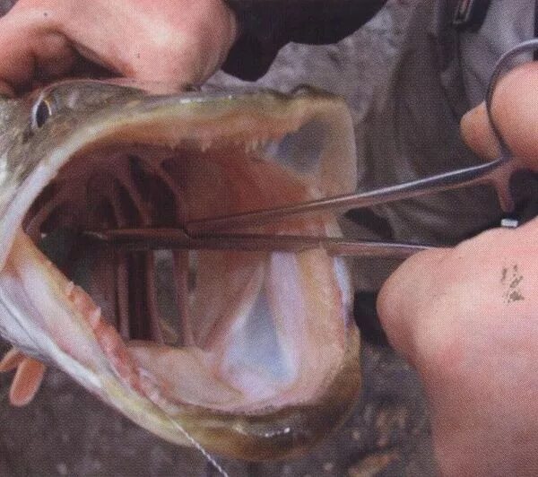 Щука проглотила. Рыба заглатывает крючок. Приспособления щуки. Приспособление для открывания рта щуки. Инструмент для извлечения тройников из пасти рыбы.
