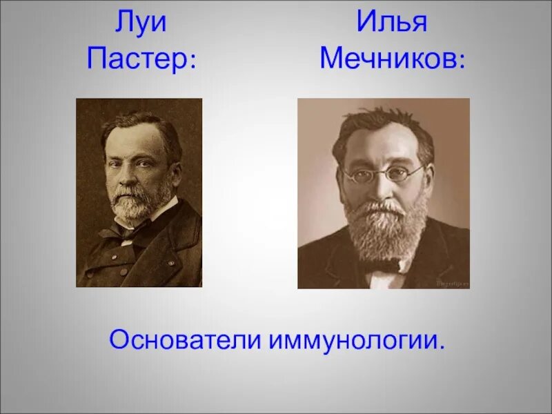Дженнера (1749-1823),. Дженнер иммунология. Основатель иммунологии. Луи пастер иммунология. Основоположник отечественной иммунологии.