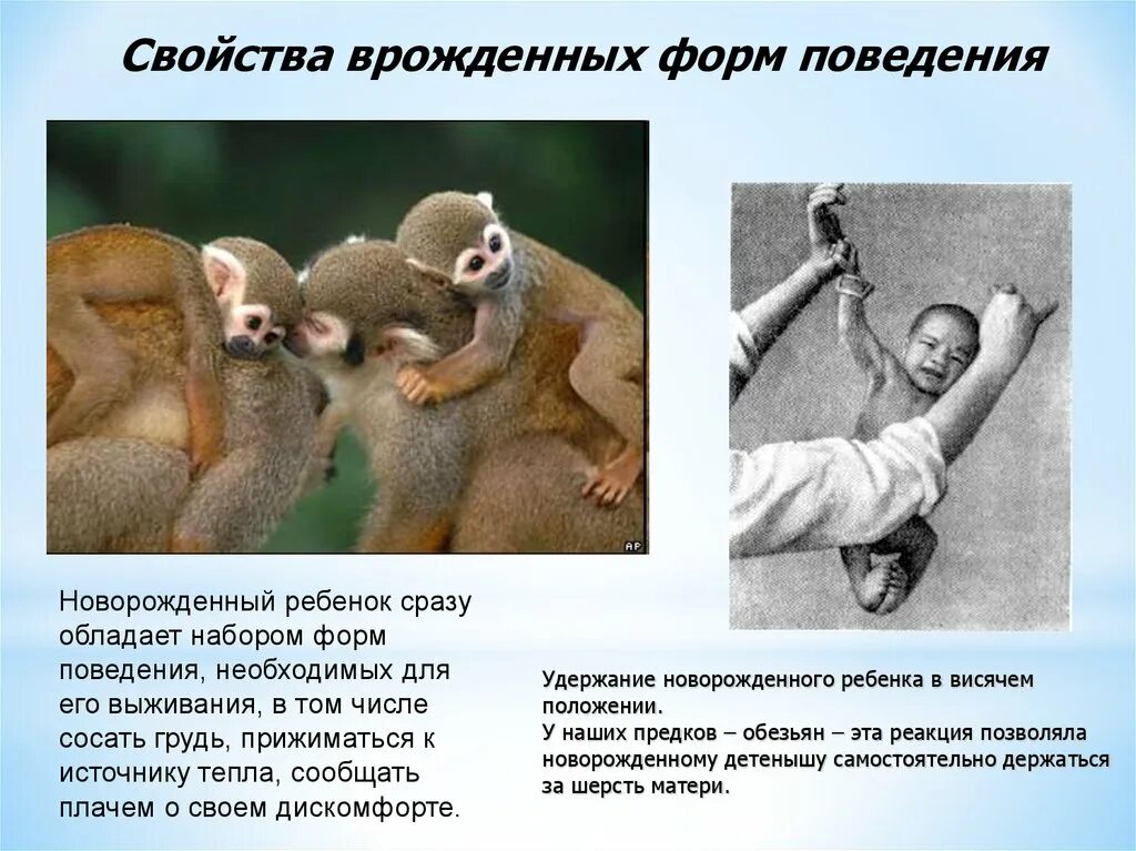 Примеры и объяснения инстинктивного поведения животных Фотоальбом решений dm41.r