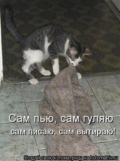 гуляю сам. сам пью сам гуляю картинка. хожу сама по себе. кот который гулял сам по себе. собака в парке.