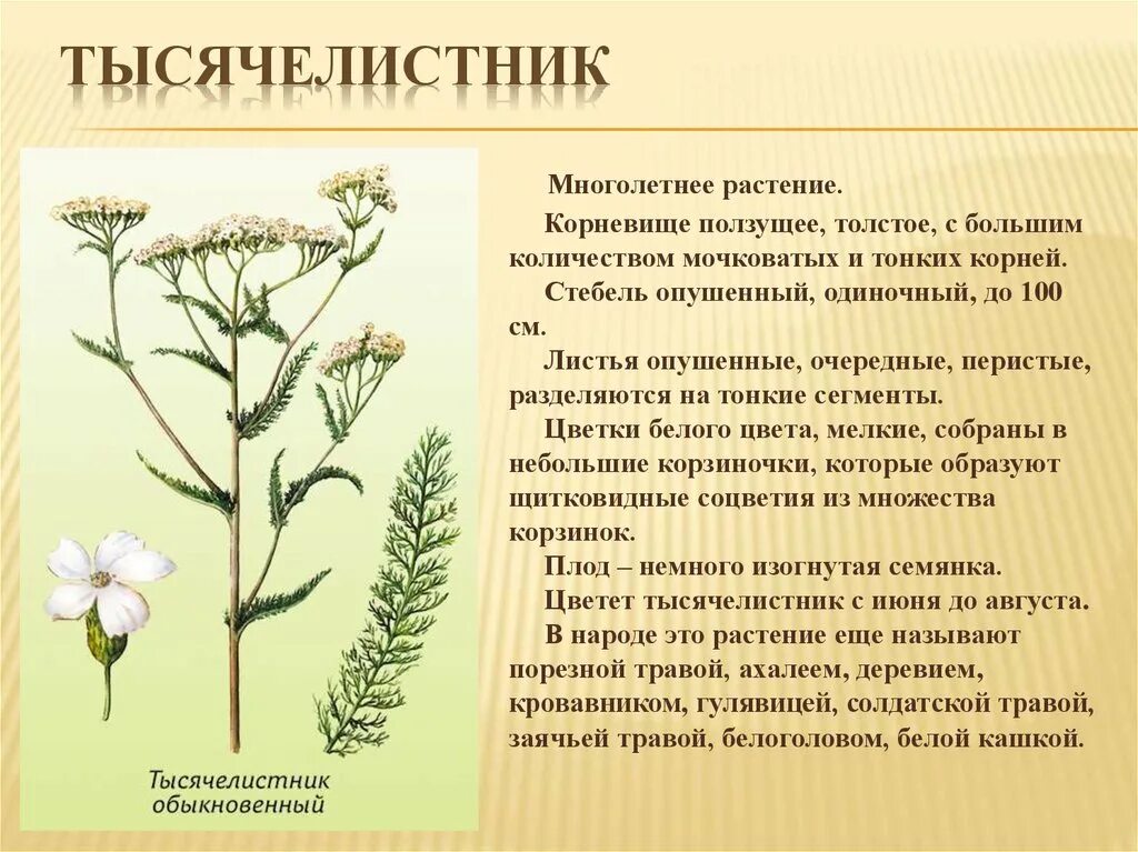 донник лекарственный растение. стебель лекарственного растения. ромашка аптечная мочегонит. листья крапивы двудомной. стебель лекарственного растения.