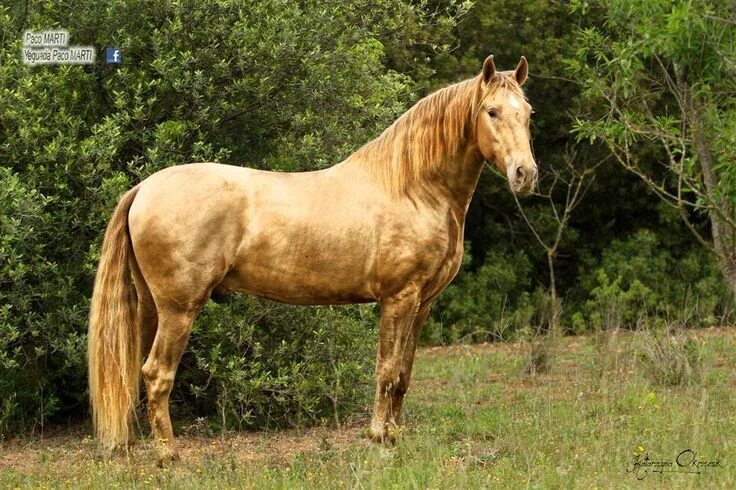 My niece's horse Horses, Akhal teke horses, Pretty horses