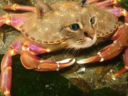 Крабики котики