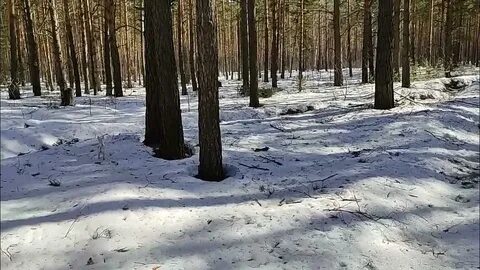 Гуляя по весеннему лесу друзья наслаждались