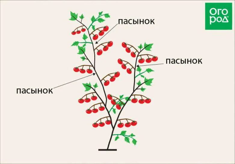 Формируем стебель томата