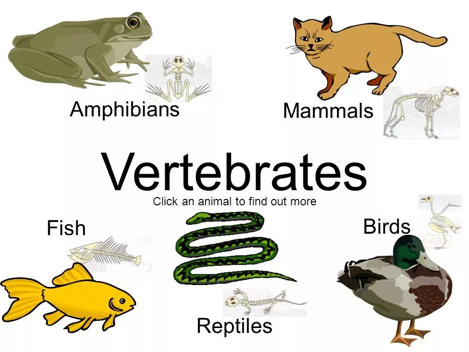 Reptiles mammals. Позвоночные животные. Животные vertebrates. Vertebrates mammals. Млекопитающие рыбы птицы.