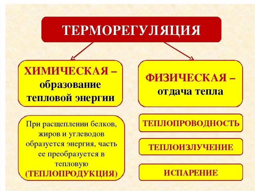 Физические и химические процессы теплопродукции и теплоотдачи. Способы терморегуляции организма человека гигиена. Виды терморегуляции. Химическая и физическая терморегуляция. Регуляция температуры кожей