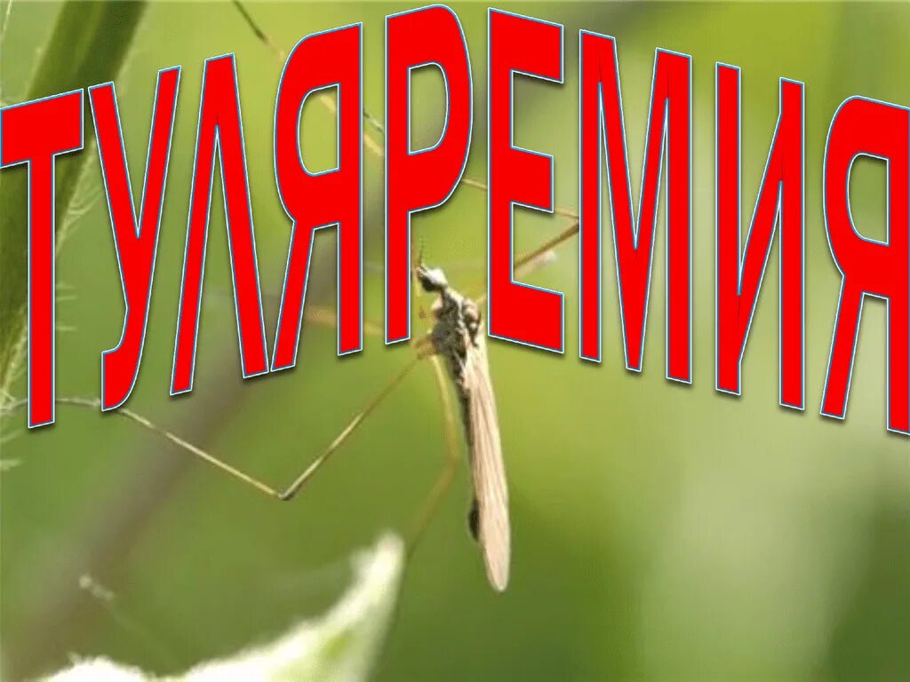 Туляремия источник инфекции. Туляремия francisella tularensis. Возбудитель francisella tularensis. Малая чума. Туляремия механизм передачи возбудителя.