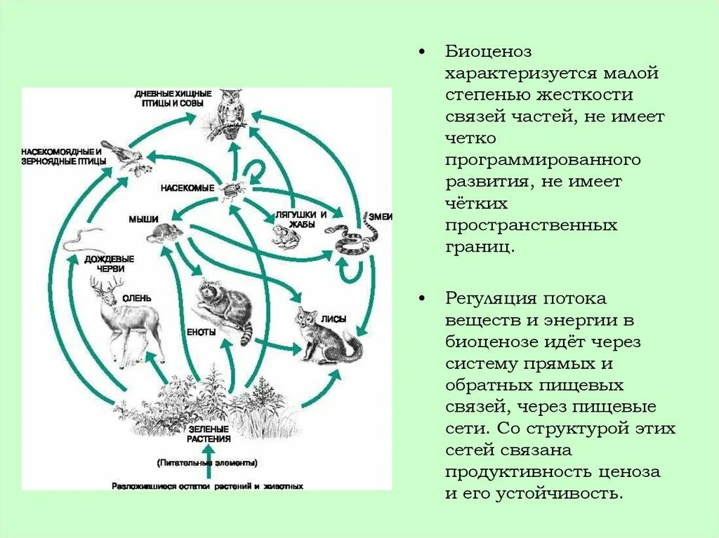 Биоценоз леса пример