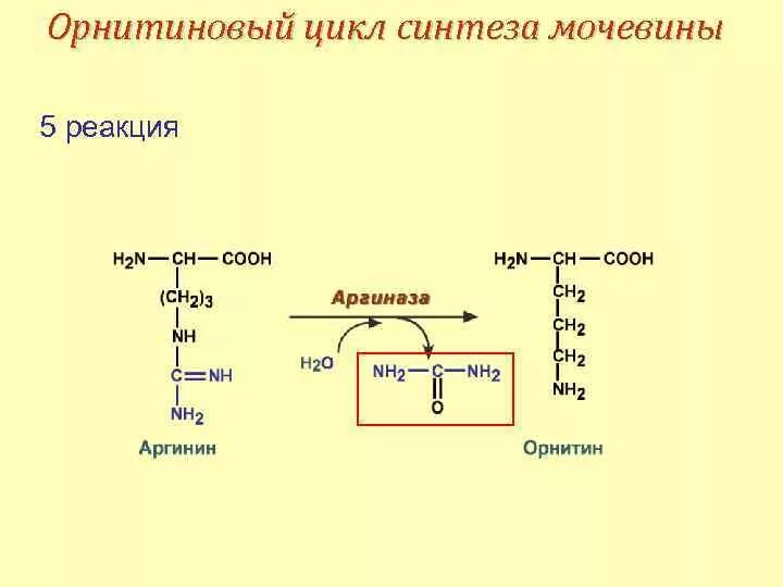 Реакции образования циклов. Орнитиновый цикл синтеза мочевины. Синтез мочевины биохимия реакции. Реакция образования мочевины. Орнитиновый цикл образования мочевины.