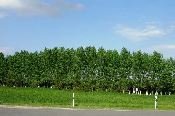 лесная полоса фото. лесополоса генко. лесная полоса фото. пастбищезащитная мелиорация. ветрозащитные и приовражные лесные полосы.