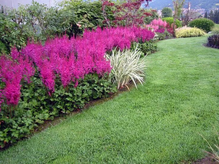 Тенелюбивые многолетние цветы для сада фото Shade garden design, Shade landscaping, Shade garden