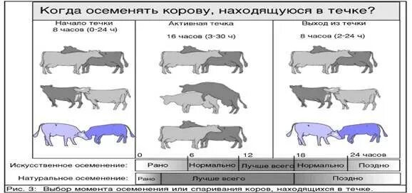 Беременность разных видов животных