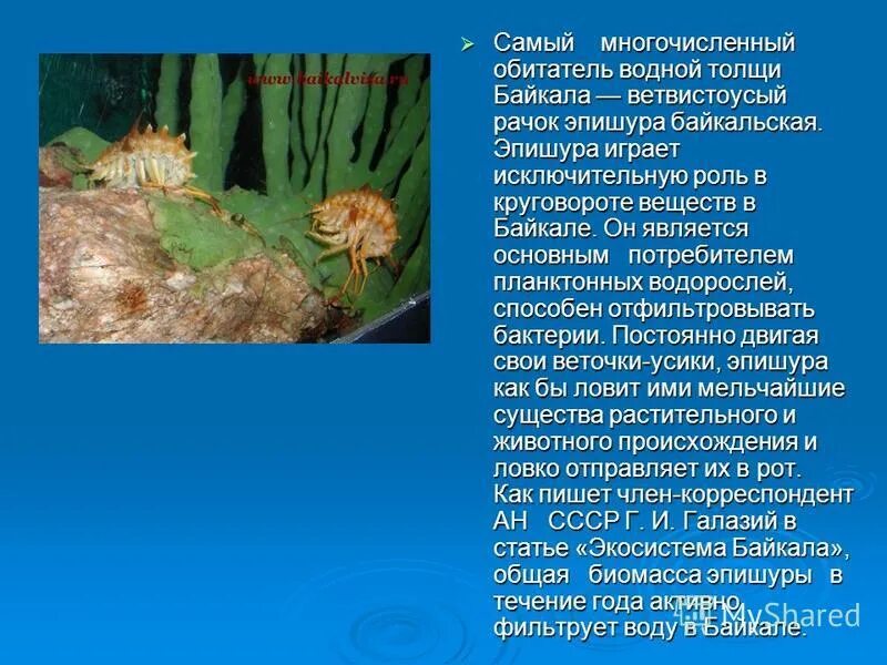 Санитары байкала. Обитатели байкала. водные растения байкала. озеро байкал животные и растения. животные эндемики байкала.