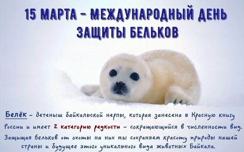 Международный день защиты бельков. Международный день защиты Бельков (детенышей тюленя)..