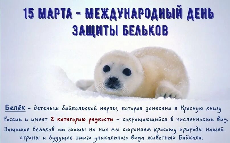 День белек. Защита бельков. Международный день защиты тюленей. Белек гренландского тюленя. Международный день бельков.