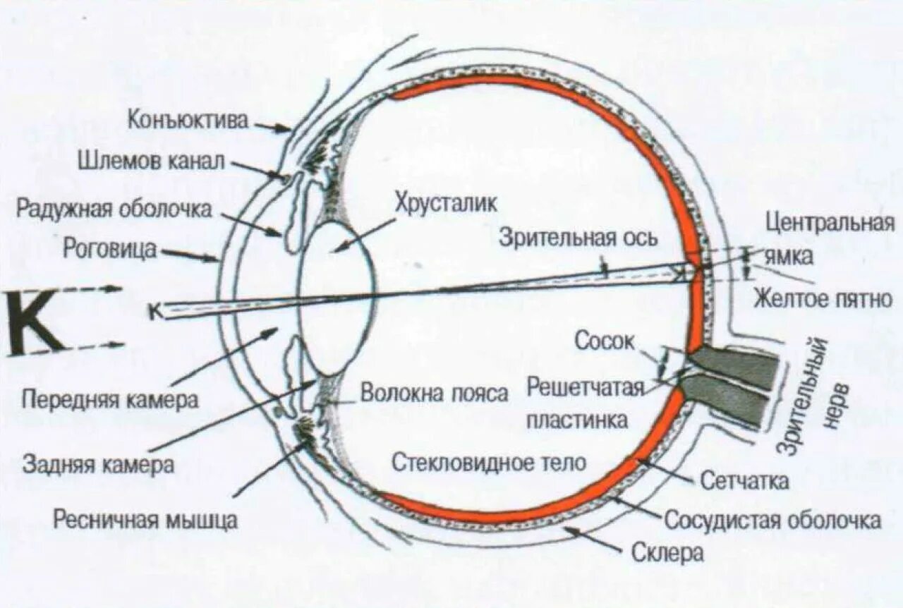 Глаз человека имеет оболочек. Строение глаза сетчатка роговица хрусталик. Схема строения глазного анализатора. Схема глаза зрительный анализатор. Строение оптического аппарата зрительного анализатора.