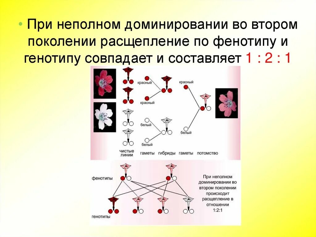 У людей ген курчавых волос неполностью доминирует. Неполное доминирование анализирующее скрещивание. Скрещивание при неполном доминировании. Неполное доминирование генотип и фенотип. Неполное доминирование схема.