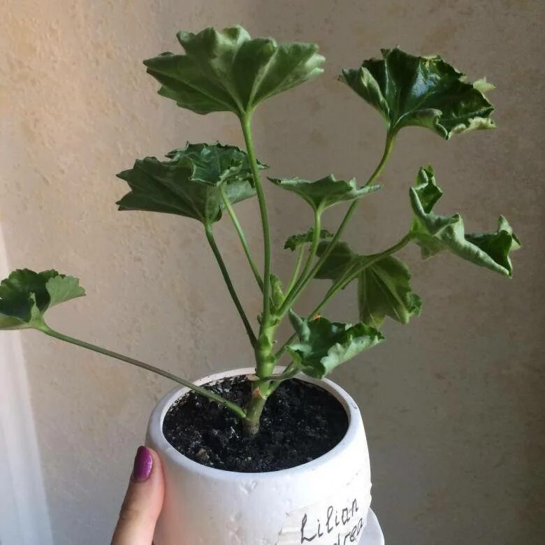 Пеларгония листья скручиваются вверх. Почему у герани закручиваются листья во внутрь. Лист герани. Закручиваются листья у герани. Почему у герани закручиваются листья во внутрь.