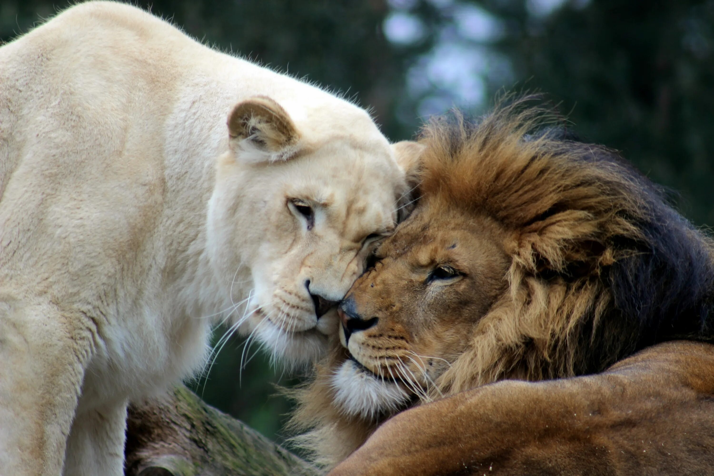 Loving lions