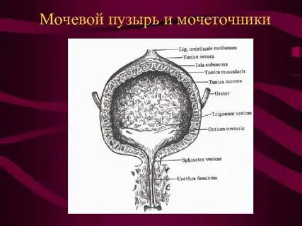 Строение оболочек мочевого пузыря
