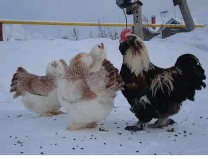 Февраль куры