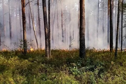 Погода леса город