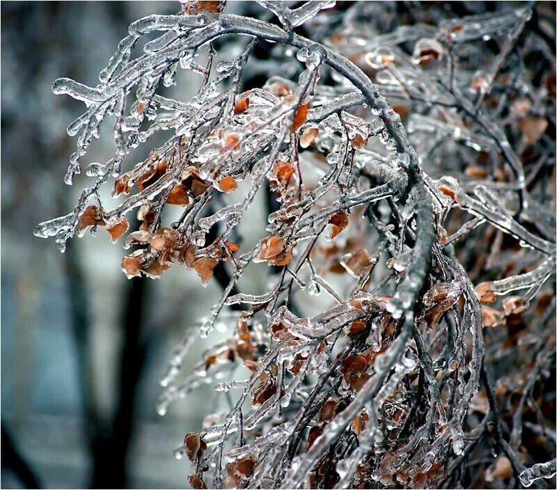 Вишня во льду. Ледяные капли дождя. Деревья после ледяного дождя. Пятница холодно доброе утро. Ледяной дождь.