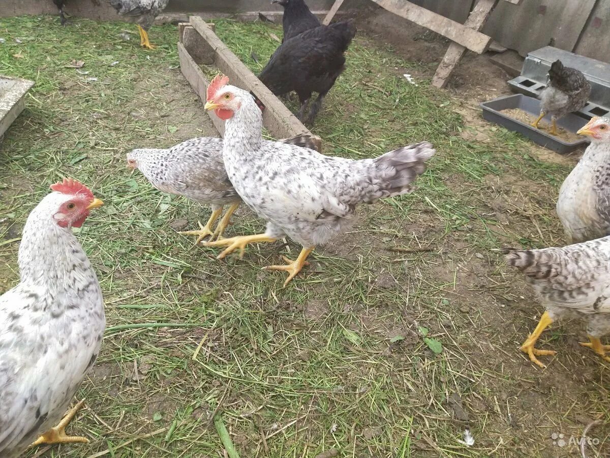Барковская барвиста куры отзывы. Борковская барвистая порода кур. Борковская барвистая. Барковская барвиста куры отзывы. Борковская барвистая порода кур.